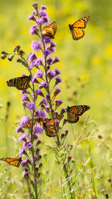 A captivating 4K wallpaper showcasing numerous monarch butterflies feeding on tall purple wildflowers in a sun-drenched field. The vibrant orange wings of the butterflies contrast beautifully with the deep lavender blossoms, creating a lively and warm natural scene against a soft green and yellow background.