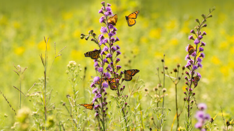 A captivating 4K wallpaper showcasing numerous monarch butterflies feeding on tall purple wildflowers in a sun-drenched field. The vibrant orange wings of the butterflies contrast beautifully with the deep lavender blossoms, creating a lively and warm natural scene against a soft green and yellow background.