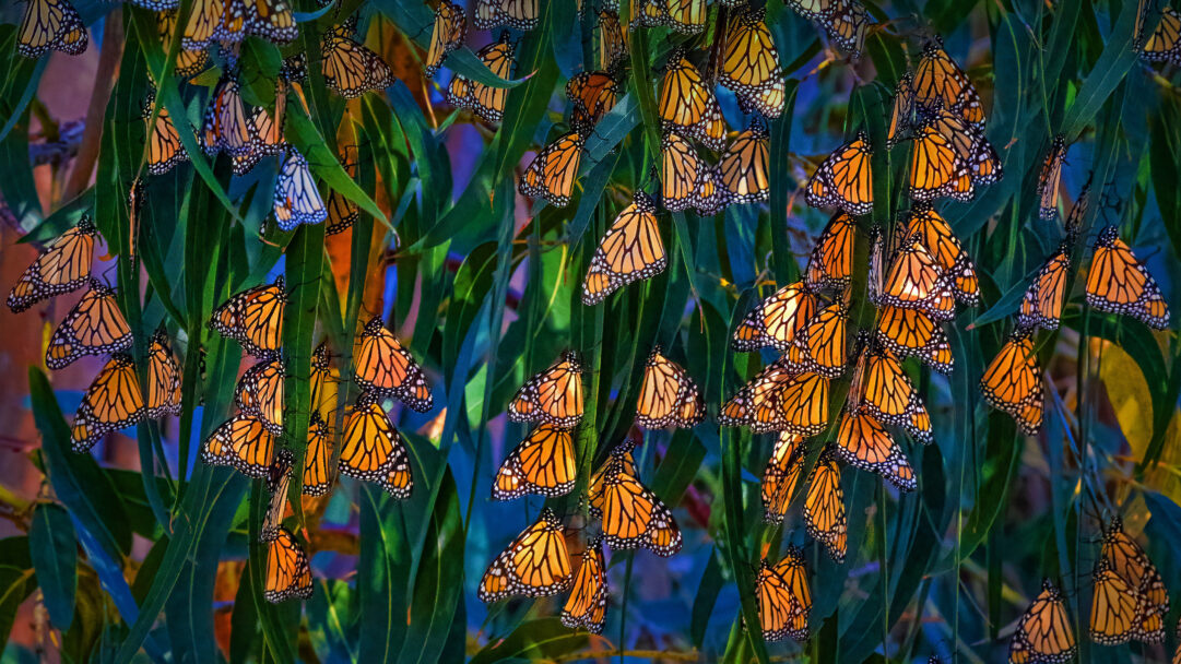 A captivating 4K wallpaper showcasing hundreds of Monarch Butterflies clustered densely among the deep green eucalyptus leaves at Pismo Beach, California. Their vibrant orange and black wings form a breathtaking living mosaic against the lush green foliage, softly illuminated.