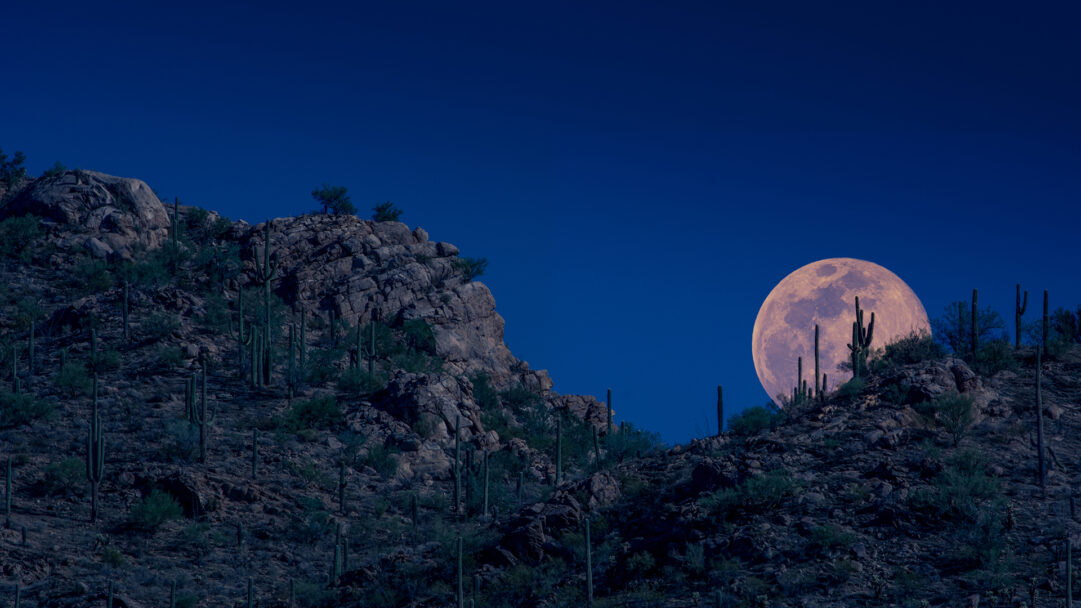 An immersive 4K wallpaper capturing the Moon rising over the rugged Tucson Arizona desert mountains, dotted with various cacti. The massive, luminous full Moon glows soft orange against the deep blue night sky, contrasting with the dark, textured silhouette of the saguaros and rocky peaks.