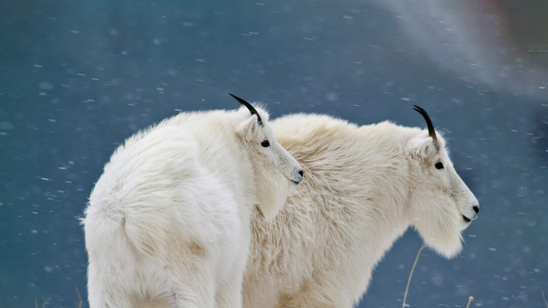 A breathtaking 4K wallpaper showcases two majestic mountain goats amidst a gentle snowfall in Glacier National Park, Montana. Their thick white coats offer a stark yet harmonious contrast against the soft, cool blue backdrop, subtly defined by delicate, falling snowflakes that create a tranquil winter scene.