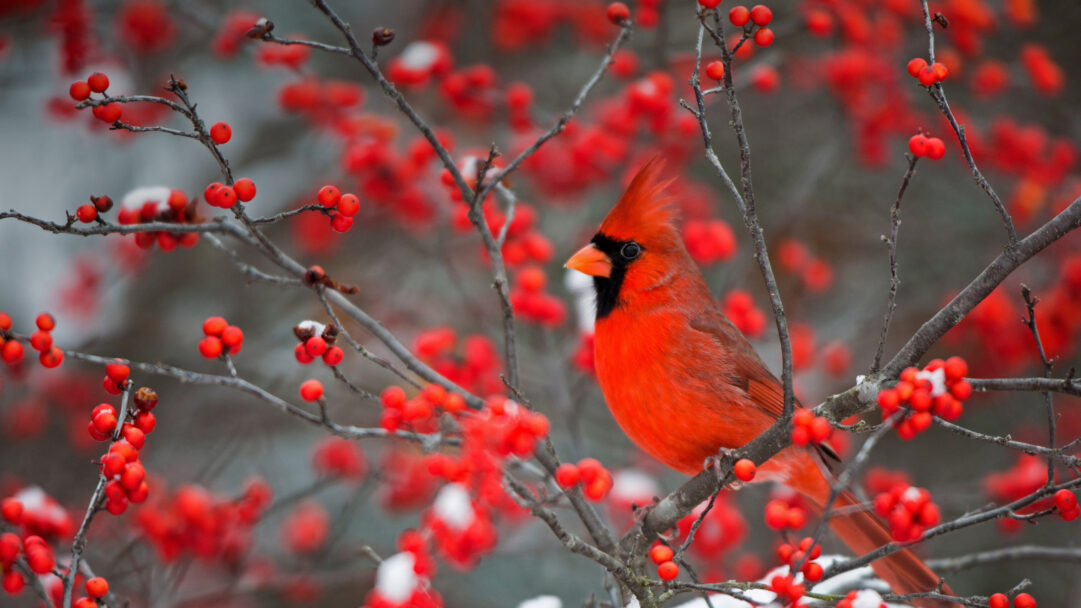 A brilliant 4K wallpaper showcasing a vibrant male Northern Cardinal perched amidst a snow-dusted Winterberry bush. The bird's vivid red plumage creates a stunning contrast with the abundant, equally bright red berries and the soft, cool tones of the snowy background, evoking a cheerful winter scene.