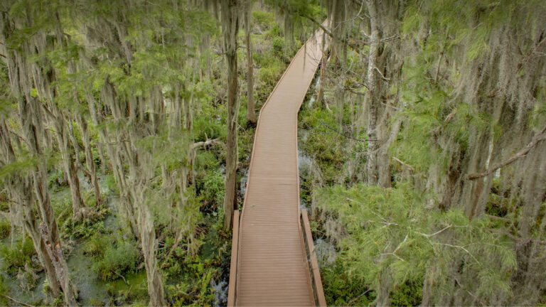 An atmospheric 4K wallpaper featuring a winding wooden boardwalk extending through the dense, lush Okefenokee Swamp. Abundant Spanish moss hangs ethereally from tall trees, creating a captivating interplay of greens and grays that evokes a mystical, ancient natural environment.