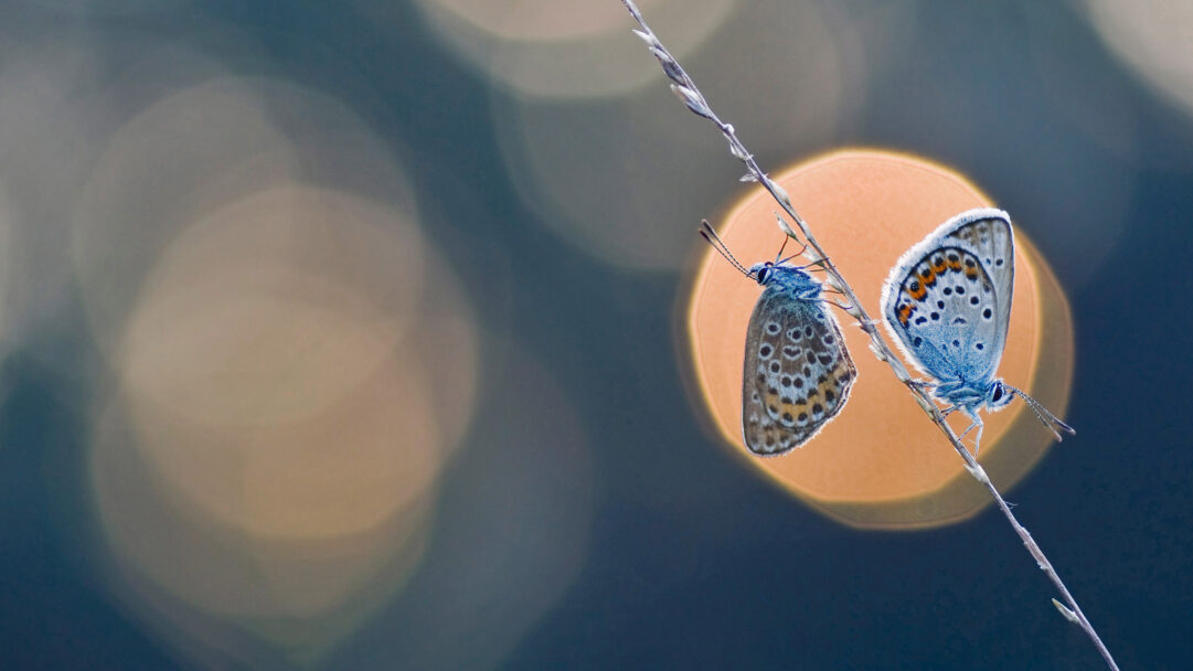 A captivating 4K wallpaper featuring a pair of Silver-studded Blue butterflies perched delicately on a slender stem. Their vivid blue and spotted undersides are beautifully highlighted against a soft, ethereal background of warm golden and muted blue bokeh lights, creating a serene and intricate scene.