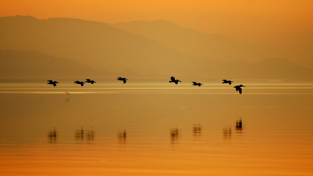 An enchanting 4K wallpaper captures a line of silhouetted pelicans flying low over the calm waters of the Sonny Bono Salton Sea at sunset. The tranquil scene is awash in vibrant amber and orange hues, with the birds and soft mountain contours mirrored beautifully on the glassy water.