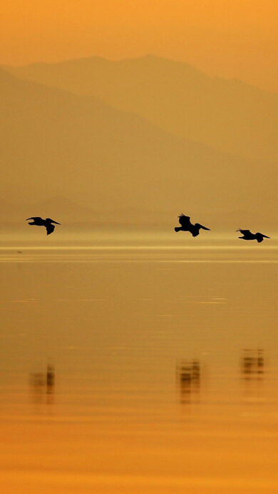 An enchanting 4K wallpaper captures a line of silhouetted pelicans flying low over the calm waters of the Sonny Bono Salton Sea at sunset. The tranquil scene is awash in vibrant amber and orange hues, with the birds and soft mountain contours mirrored beautifully on the glassy water.
