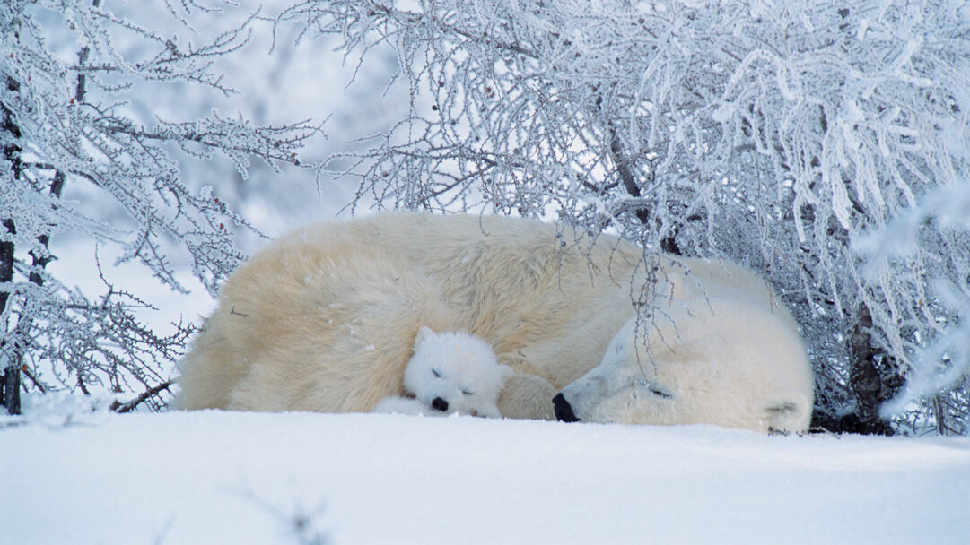 An ethereal 4K wallpaper featuring a polar bear mother and her cub soundly asleep in the vast Canadian winter snowscape. The exquisite white fur of the sleeping bears, nestled amongst the glistening snow and frosty branches, evokes a profound sense of peace and natural beauty.