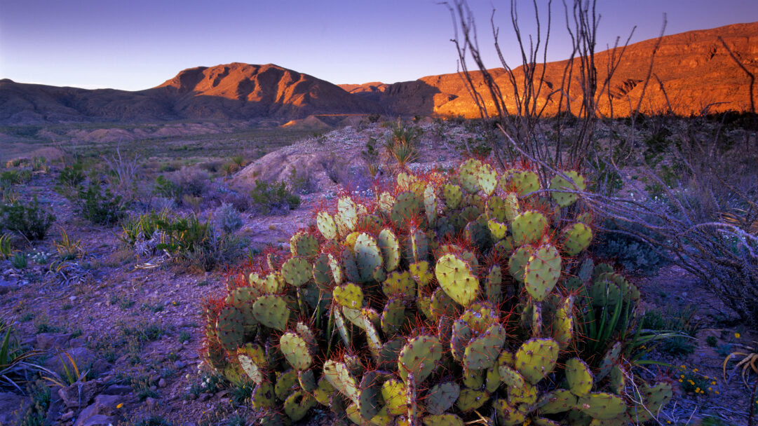A captivating 4K wallpaper showcasing a large prickly pear cactus thriving in the rugged desert landscape of Big Bend National Park, Texas. The sunset casts a warm, golden glow on the distant mountains while illuminating the cactus's vibrant green pads and fiery red spines against a cool, purple-tinged sky and foreground.