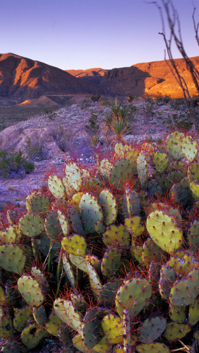 A captivating 4K wallpaper showcasing a large prickly pear cactus thriving in the rugged desert landscape of Big Bend National Park, Texas. The sunset casts a warm, golden glow on the distant mountains while illuminating the cactus's vibrant green pads and fiery red spines against a cool, purple-tinged sky and foreground.