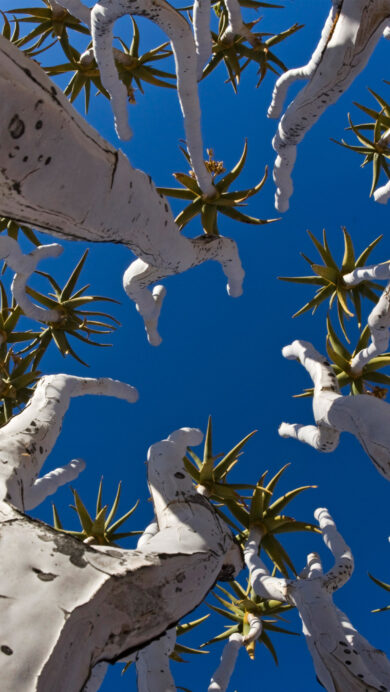 An immersive 4K wallpaper showcasing Quiver Trees in Namibia under a bright blue sky, captured from a unique low-angle perspective. Their pale, gnarled branches with spiky green foliage dramatically frame the intense azure expanse, highlighted by sharp sunlight.