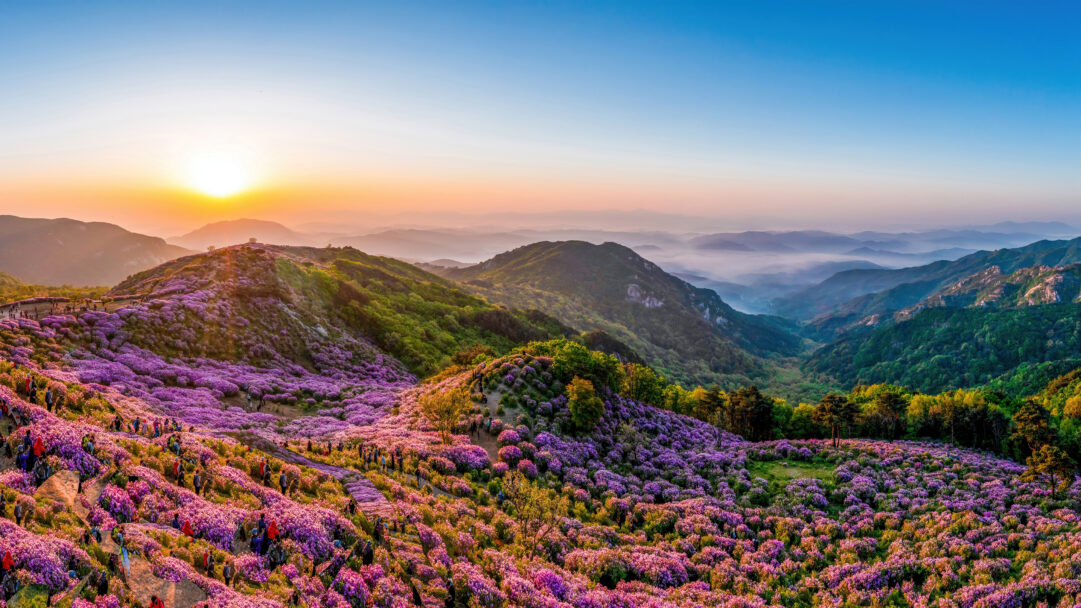 A vibrant 4K wallpaper showcases a sweeping panorama of Hwangmaesan Mountain in South Korea, covered in magnificent Royal Azaleas in full bloom. The setting sun bathes the vast, purple-hued slopes and distant hazy peaks in a golden glow, creating a breathtaking and serene natural spectacle.