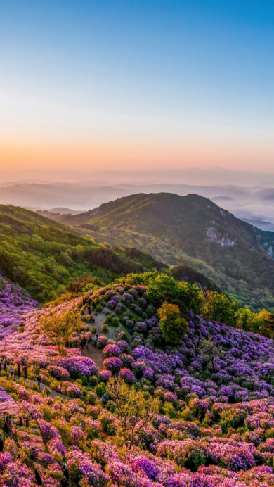 A vibrant 4K wallpaper showcases a sweeping panorama of Hwangmaesan Mountain in South Korea, covered in magnificent Royal Azaleas in full bloom. The setting sun bathes the vast, purple-hued slopes and distant hazy peaks in a golden glow, creating a breathtaking and serene natural spectacle.
