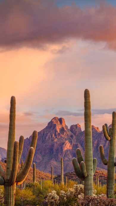 A majestic 4K wallpaper showcasing Saguaro Cacti standing tall across the vast desert landscape of Ironwood National Monument in Arizona at sunset. The sky glows with vibrant shades of orange, pink, and purple, bathing the rugged mountains and the textured Saguaros in a serene, golden light.
