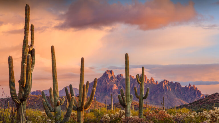 A majestic 4K wallpaper showcasing Saguaro Cacti standing tall across the vast desert landscape of Ironwood National Monument in Arizona at sunset. The sky glows with vibrant shades of orange, pink, and purple, bathing the rugged mountains and the textured Saguaros in a serene, golden light.