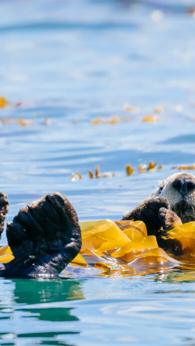 A serene 4K wallpaper portraying a sea otter peacefully floating on its back amidst the clear, calm waters of Glacier Bay, Alaska. Its contented face peeks out from vibrant golden kelp, bathed in sunlight that reflects brightly off the surrounding blue water.