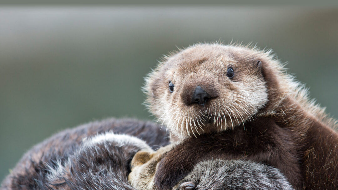 A captivating 4K wallpaper showcases a fluffy sea otter pup in Prince William Sound, Alaska, snuggled close to another otter against a muted, soft background. The pup's bright, curious eyes and soft, detailed whiskers are the focus, evoking a sense of warmth and innocent wonder in this intimate wildlife portrait.