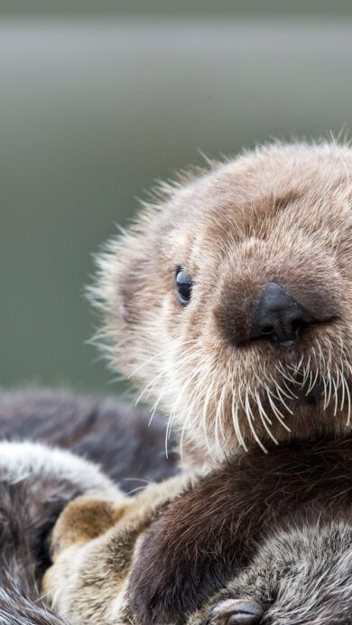 A captivating 4K wallpaper showcases a fluffy sea otter pup in Prince William Sound, Alaska, snuggled close to another otter against a muted, soft background. The pup's bright, curious eyes and soft, detailed whiskers are the focus, evoking a sense of warmth and innocent wonder in this intimate wildlife portrait.