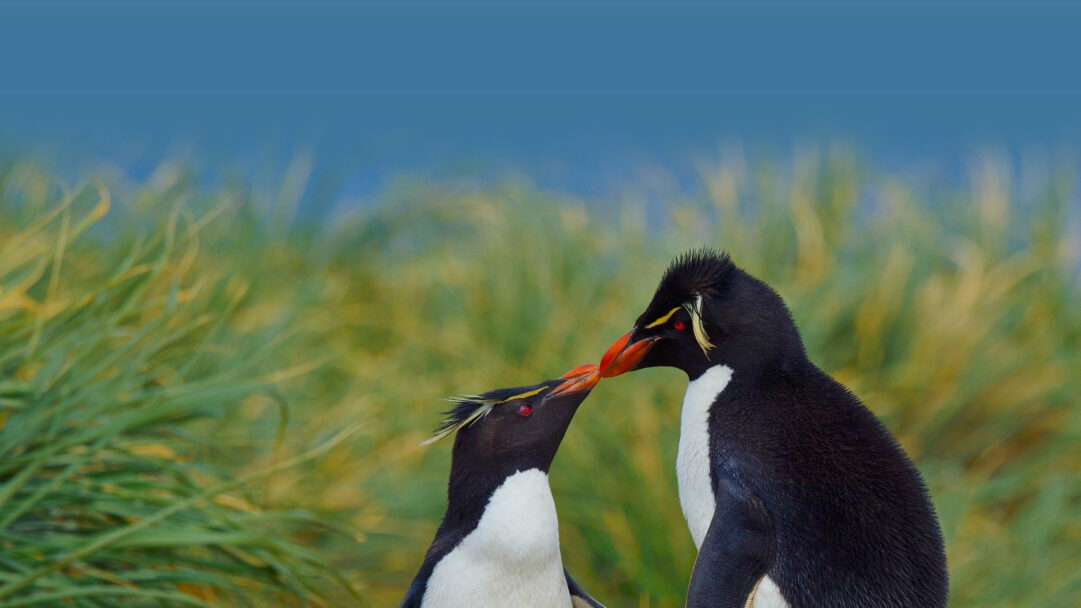 An intimate 4K wallpaper capturing two Southern Rockhopper Penguins gently touching beaks in the grassy landscape of the Falkland Islands. Their vibrant red-orange beaks and distinctive yellow crests stand out against their sleek black and white feathers, set against a softly blurred backdrop of lush green foliage and a clear blue sky.