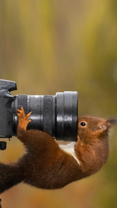 A captivating 4K wallpaper presents a curious red squirrel intently peering into a professional camera lens mounted on a tripod amidst a soft, rainy green woodland background. Its tiny paws grip the camera lens, while droplets glisten on its reddish-brown fur and the camera body, adding a whimsical and intimate feel to the natural scene.