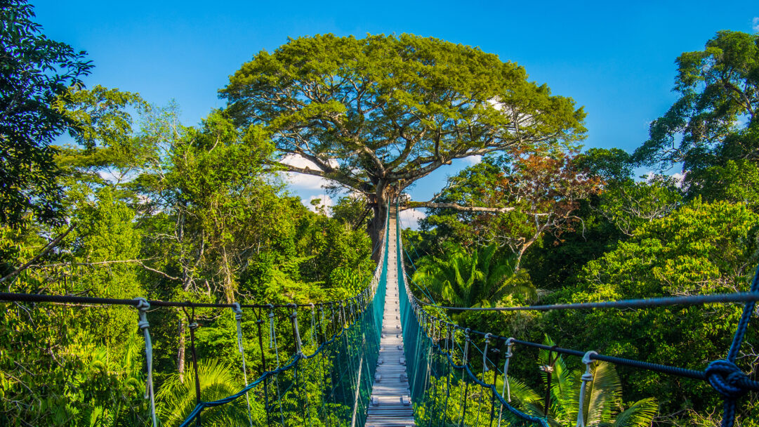 An immersive 4K wallpaper capturing a long wooden suspension bridge stretching deep into the lush Tambopata National Reserve jungle. The bridge's intricate rope and net railings guide the eye towards a colossal, ancient tree under a brilliant blue sky, highlighting the vibrant green canopy and the adventurous spirit of the wild.