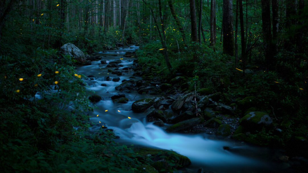 An enchanting 4K wallpaper showcases a forest stream flowing through the Great Smoky Mountains National Park, Tennessee, illuminated by numerous synchronous fireflies at dusk. The vibrant yellow streaks of the fireflies create a captivating glow against the dark, lush forest and the silky, blue-white blur of the cascading water, evoking a magical atmosphere.