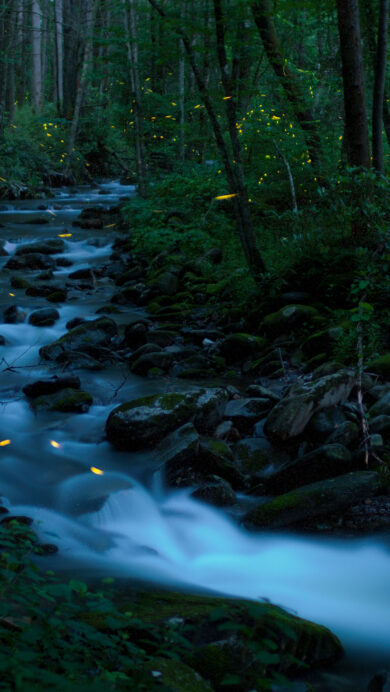 An enchanting 4K wallpaper showcases a forest stream flowing through the Great Smoky Mountains National Park, Tennessee, illuminated by numerous synchronous fireflies at dusk. The vibrant yellow streaks of the fireflies create a captivating glow against the dark, lush forest and the silky, blue-white blur of the cascading water, evoking a magical atmosphere.