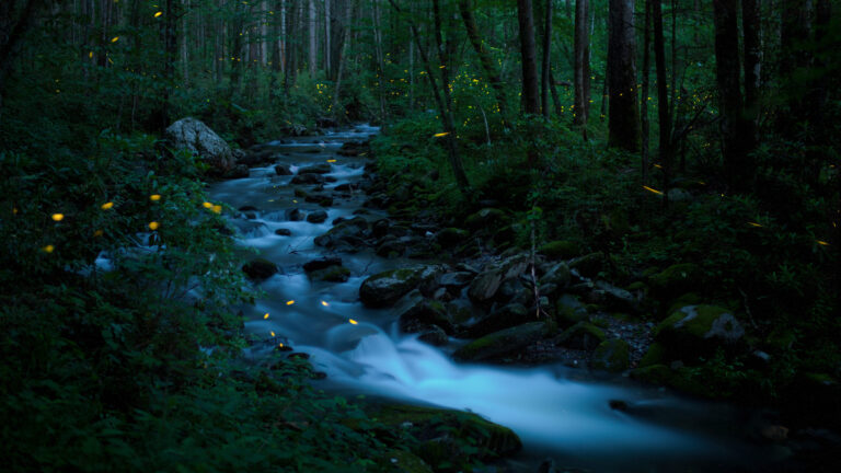 An enchanting 4K wallpaper showcases a forest stream flowing through the Great Smoky Mountains National Park, Tennessee, illuminated by numerous synchronous fireflies at dusk. The vibrant yellow streaks of the fireflies create a captivating glow against the dark, lush forest and the silky, blue-white blur of the cascading water, evoking a magical atmosphere.