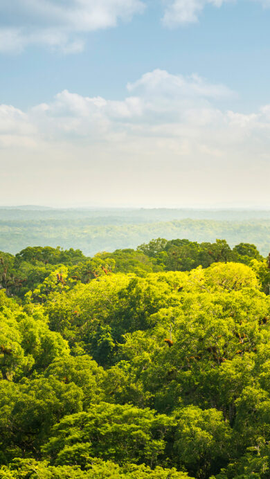 A breathtaking 4K wallpaper captures the majestic Tikal Mayan Ruins rising above the dense, verdant jungle landscape of Guatemala. The ancient stone temples pierce through the vibrant green canopy under a bright blue sky dotted with soft white clouds, evoking a sense of ancient mystery and natural splendor.