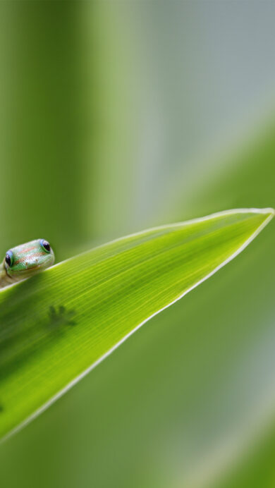 A captivating 4K wallpaper of a tiny gecko peeking over the vibrant green edge of a leaf. Its full body silhouette is magically visible through the translucent leaf, bathed in soft light against a blurred verdant background.