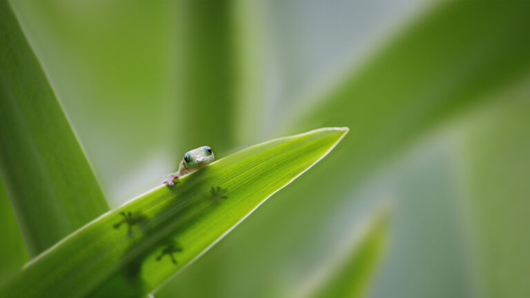 A captivating 4K wallpaper of a tiny gecko peeking over the vibrant green edge of a leaf. Its full body silhouette is magically visible through the translucent leaf, bathed in soft light against a blurred verdant background.