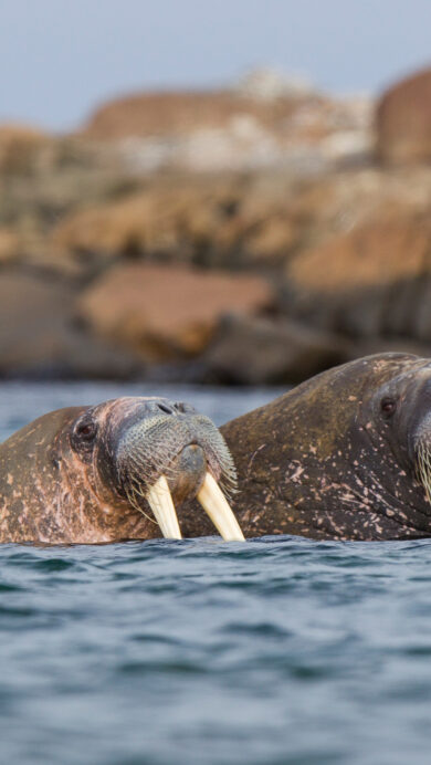 A captivating 4K wallpaper showcasing a pair of powerful walruses swimming through the serene blue-grey waters of the Arctic Sea near Svalbard, Norway. Their distinctive long tusks and textured, mottled skin stand out against the calm water, with a blurred backdrop of sunlit, rugged coastline defining the tranquil, wild atmosphere.