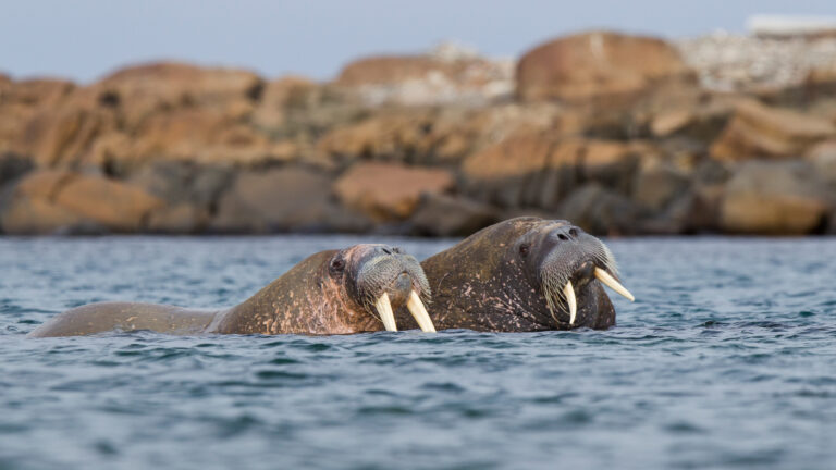 A captivating 4K wallpaper showcasing a pair of powerful walruses swimming through the serene blue-grey waters of the Arctic Sea near Svalbard, Norway. Their distinctive long tusks and textured, mottled skin stand out against the calm water, with a blurred backdrop of sunlit, rugged coastline defining the tranquil, wild atmosphere.
