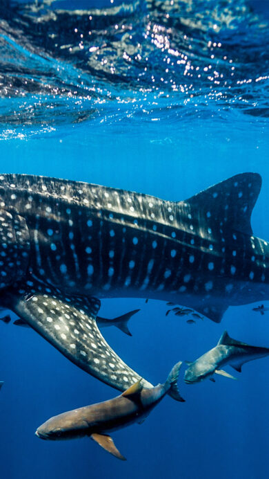 A breathtaking 4K wallpaper featuring a majestic whale shark gracefully swimming underwater in the clear blue waters of Ningaloo Reef, Western Australia, accompanied by smaller pilot fish. Sunlight shimmers through the rippling surface, illuminating the shark's distinctive spotted patterns and enhancing the deep, tranquil blue of the vast ocean depths.