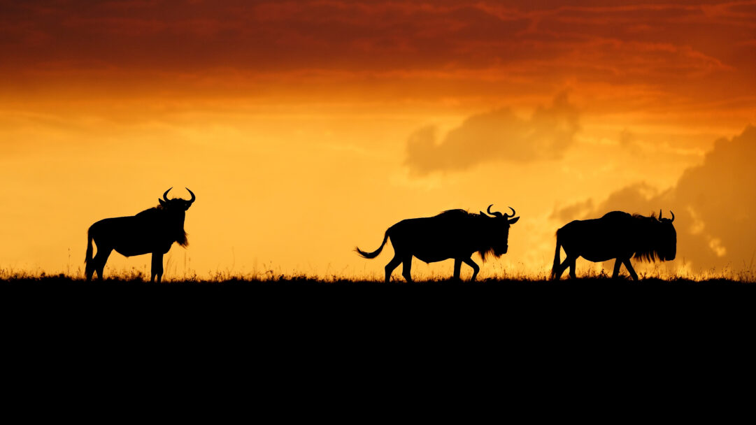 A dramatic 4K wallpaper capturing the silhouettes of three wildebeests standing against a vibrant sunset in the Maasai Mara, Kenya. The intense orange and red hues of the sky dramatically contrast with the dark forms of the animals and the foreground, creating a powerful and serene African safari mood.