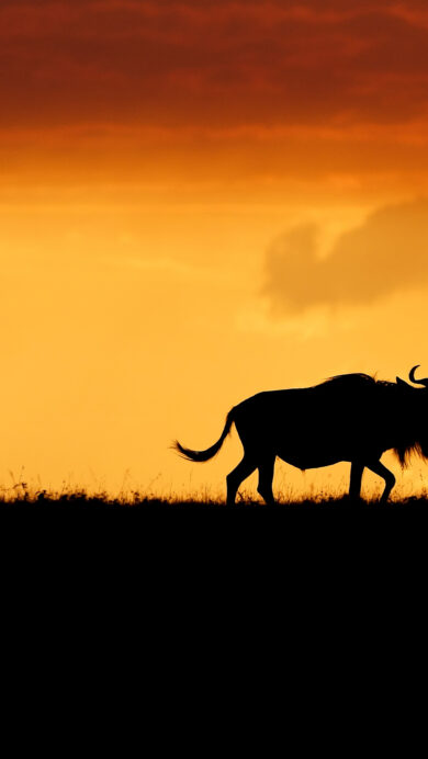 A dramatic 4K wallpaper capturing the silhouettes of three wildebeests standing against a vibrant sunset in the Maasai Mara, Kenya. The intense orange and red hues of the sky dramatically contrast with the dark forms of the animals and the foreground, creating a powerful and serene African safari mood.