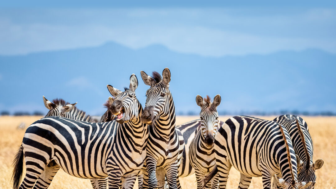 A magnificent 4K wallpaper capturing a group of zebras standing in the golden, dry grasslands of Tarangire National Park, Tanzania, under a clear blue sky with hazy distant mountains. Their distinctive black and white stripes create a vivid contrast against the warm savanna, with one zebra prominently featured mid-bray, adding a dynamic and lively touch to this serene wildlife scene.