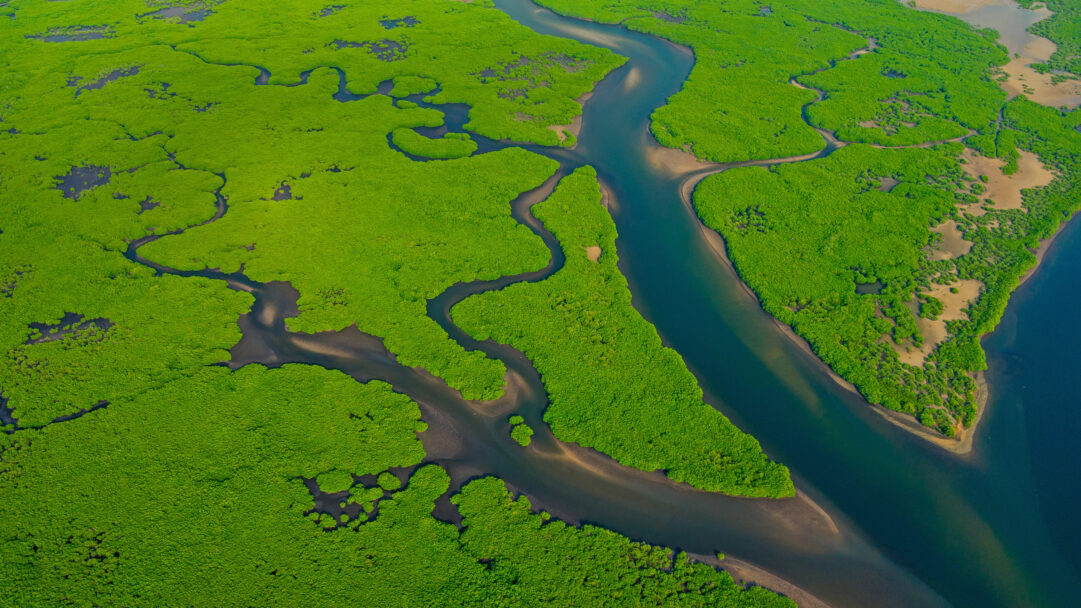 A panoramic 4K wallpaper showcasing the Amazon River winding through the dense Brazilian rainforest from an aerial perspective. The vivid emerald green of the rainforest creates a striking contrast with the dark, serpentine waterways, highlighting the intricate natural patterns of the ecosystem.