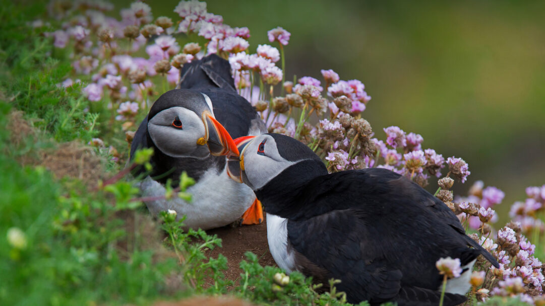 A charming 4K wallpaper showcasing an Atlantic Puffin pair billing tenderly amidst vibrant pink Sea Thrift flowers on the Shetland Islands, Scotland. Their vividly colored orange and red beaks gently touch, creating an intimate moment of courtship beautifully framed by the soft blur of the surrounding blooms.