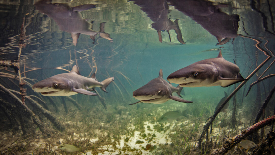 A captivating 4K wallpaper portrays several baby Lemon Sharks swimming through the clear, shallow mangrove nursery waters of Bimini, Bahamas. The stunning play of light creates sharp reflections of the sharks on the water's surface, enhancing the serene and vibrant underwater scene.