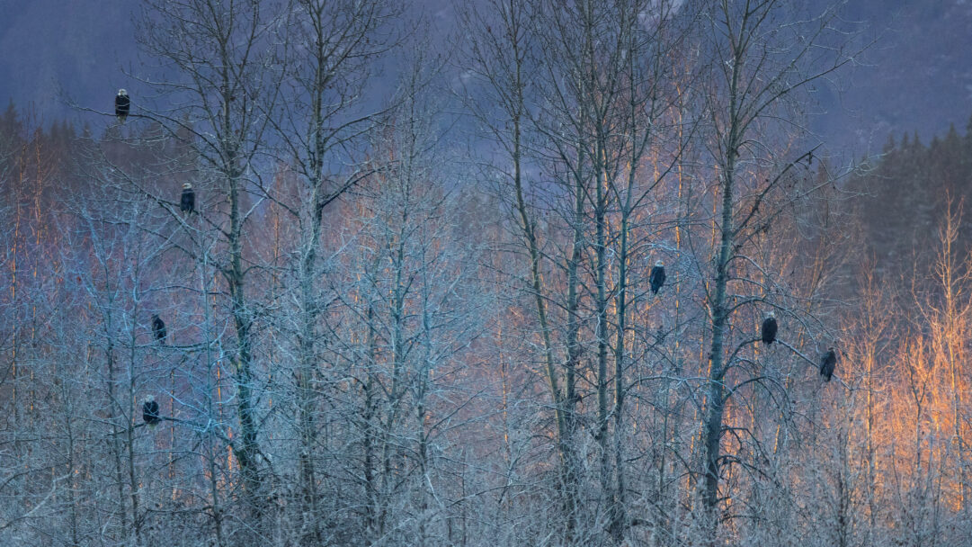 An awe-inspiring 4K wallpaper of several majestic bald eagles perched on frosty, bare trees in the winter landscape of Haines, Alaska. The scene is bathed in a dramatic interplay of cool blue light on the frosted branches and a warm, golden glow illuminating the background trees, creating a serene yet powerful mood.