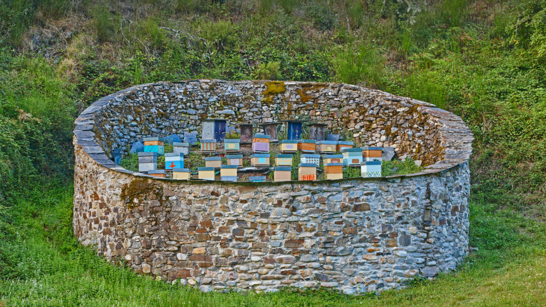 A picturesque 4K wallpaper of numerous beehives integrated into a robust stone wall at Muniellos Nature Reserve in Asturias, Spain. The diverse, brightly painted hives form a striking tiered arrangement, set against the rich, verdant backdrop of the reserve's wild greenery and the rugged textures of the stone.