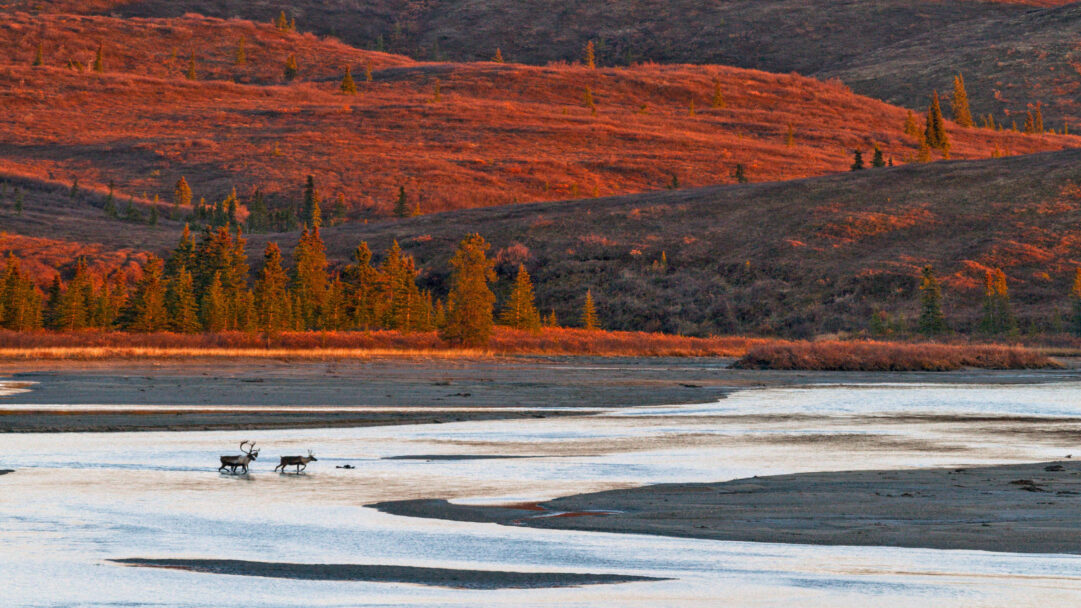 An enthralling 4K wallpaper presents two caribou carefully crossing the wide, shallow Susitna River in the Alaskan autumn. The low sun illuminates the vast, scrub-covered hillsides in vibrant golden-red and orange tones, creating a striking contrast with the cool, shimmering blues and grays of the braided riverbed.