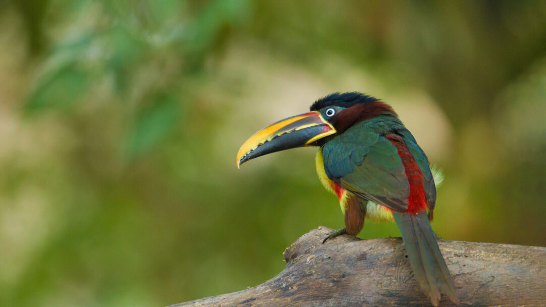 A vibrant 4K wallpaper showcasing a Chestnut-eared Aracari perched on a textured log in the lush Pantanal region of Brazil. Its vivid green, yellow, red, and black plumage, along with its unique bi-colored bill, stands out sharply against the soft, blurred jungle backdrop, creating a captivating tropical mood.