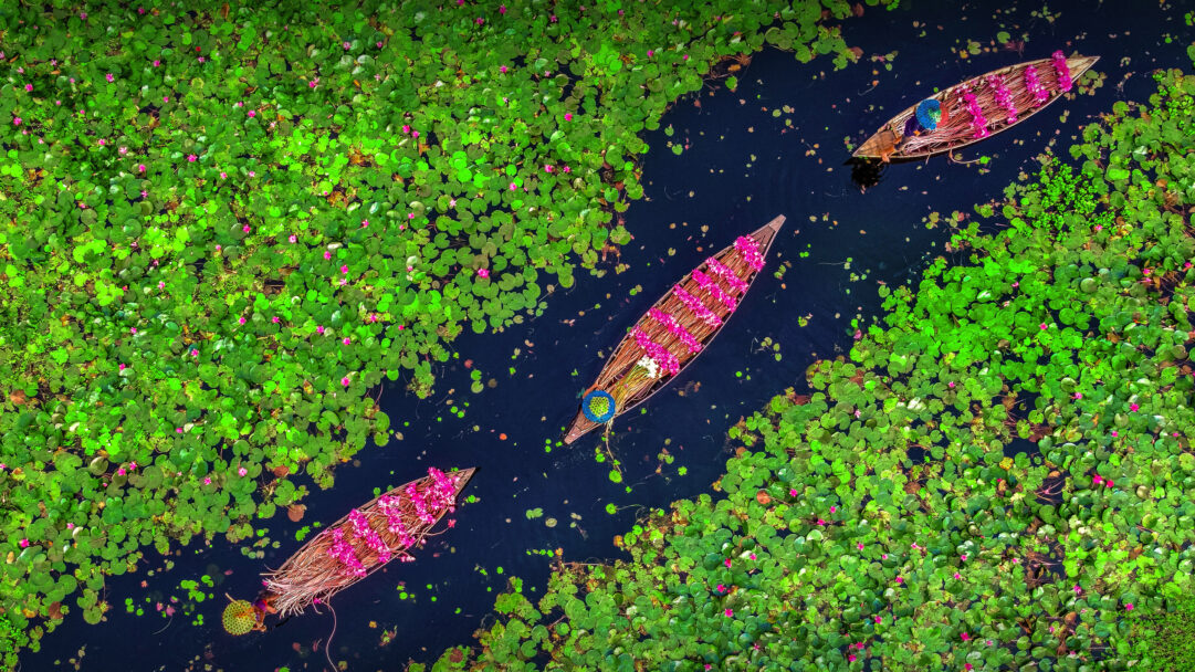 A breathtaking 4K wallpaper capturing farmers collecting pink water lilies in the vast Satla Marshland of Bangladesh. The vibrant pink lilies collected in long wooden boats create a striking contrast against the dark water and dense green lily pads, evoking a sense of peaceful industry.