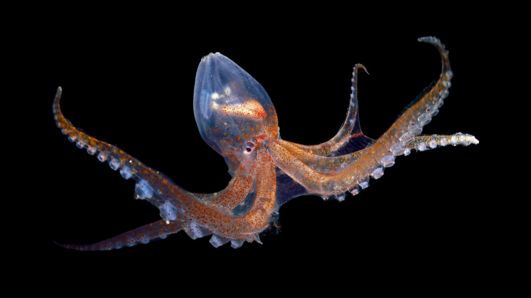 An ethereal 4K wallpaper revealing a translucent glass octopus swimming gracefully in the vast darkness of the Atlantic Ocean's deep sea. Its ghostly, clear body, speckled with delicate orange-red chromatophores, glows softly against the inky black backdrop, highlighting its ethereal beauty.