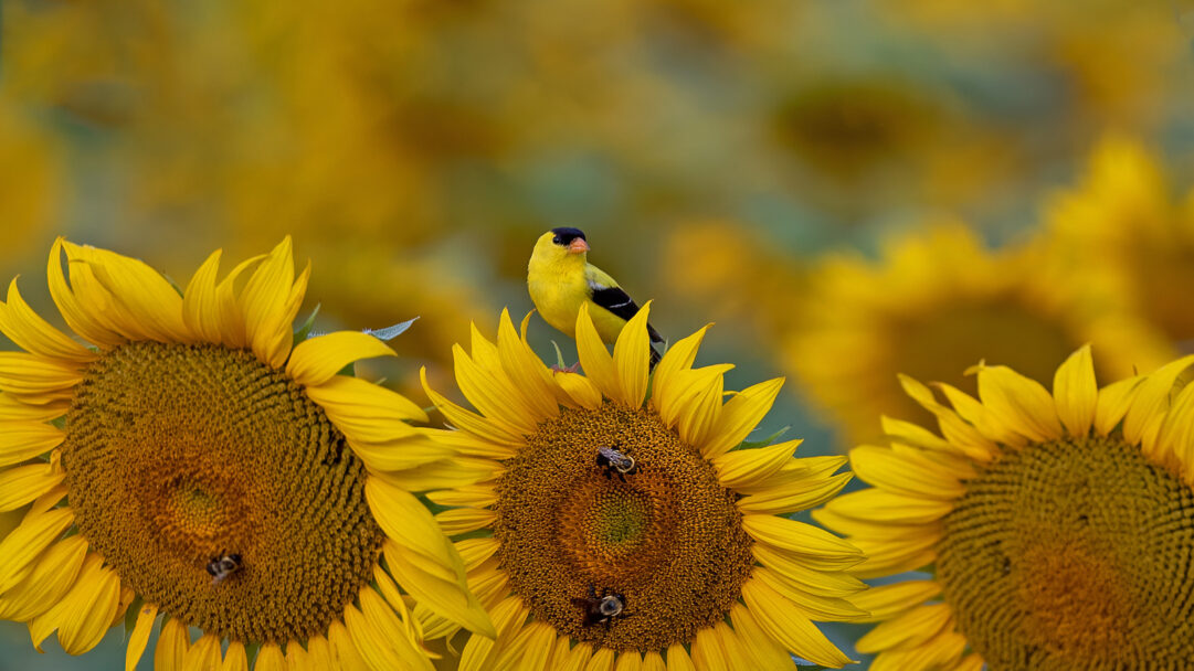 A sun-drenched 4K wallpaper features a vibrant yellow goldfinch perched on a large sunflower head in a field near McConnells, South Carolina. Its brilliant feathers stand out against the rich golden petals and textured center, where a few bees are busy collecting nectar, all bathed in soft, warm light.