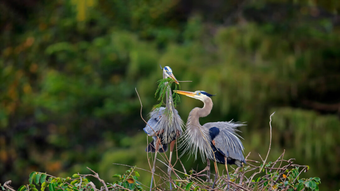 An engaging 4K wallpaper immortalizing two Great Blue Herons diligently building their nest in the tranquil Wakodahatchee Wetlands. One heron delicately passes a cluster of green foliage to its mate, their intricate blue-grey plumage contrasting beautifully with the soft, emerald backdrop.