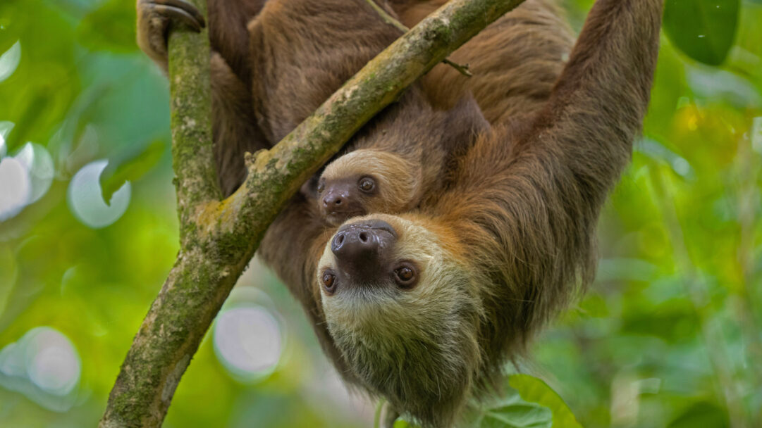 An enchanting 4K wallpaper captures a Hoffmann's Two-toed Sloth mother and her young one, nestled amidst the vibrant green canopy of Costa Rica. The mother sloth hangs upside down from a mossy branch, gently cradling her small offspring whose wide, dark eyes gaze out with innocent curiosity against the soft, sun-dappled green background.