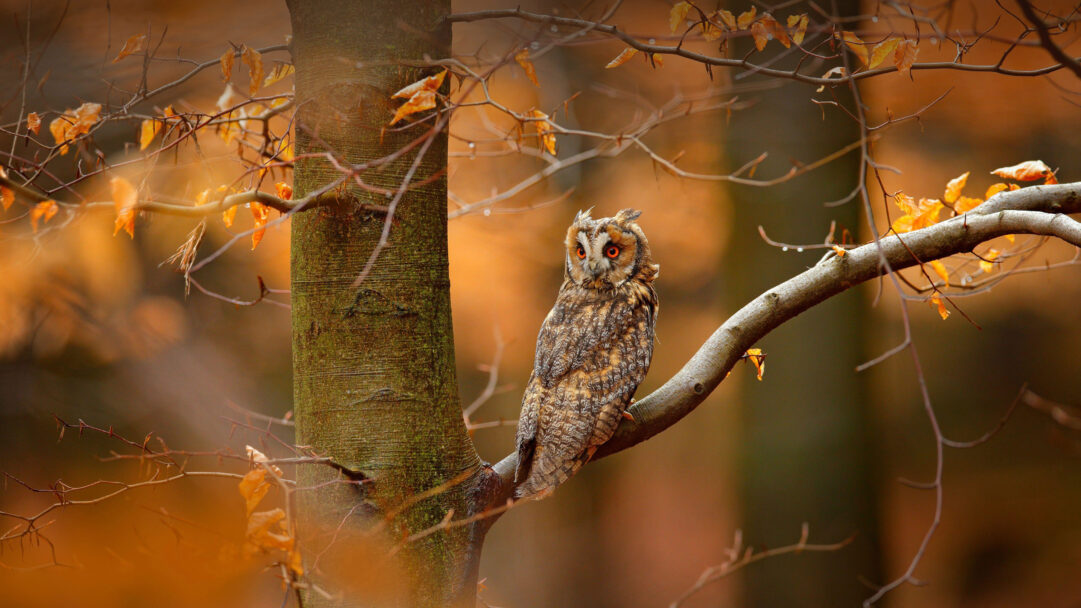 An enchanting 4K wallpaper captures a Long-eared Owl perched on a branch within an autumn forest in the Bohemian-Moravian Highlands of the Czech Republic. Its piercing orange eyes stand out vividly against its mottled brown plumage, harmonizing with the soft, golden-orange glow of the surrounding fall foliage.