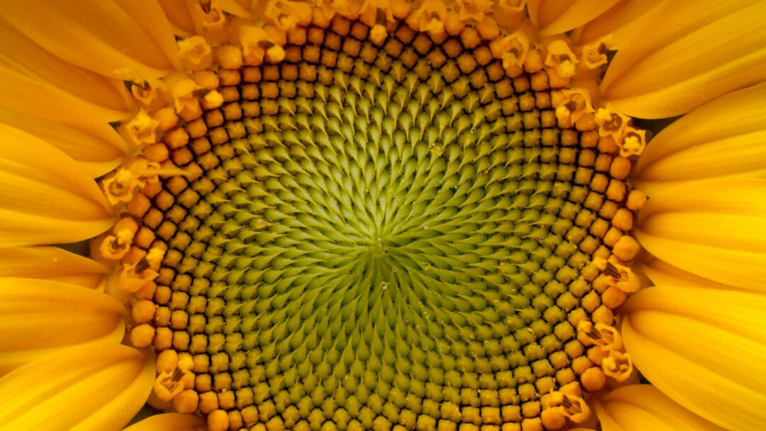 A captivating 4K wallpaper revealing the intricate macro view of a sunflower's vibrant center. Its tightly packed florets brilliantly display the mathematical Fibonacci spiral, transitioning from soft green in the middle to golden orange at the edges, framed by warm yellow petals.